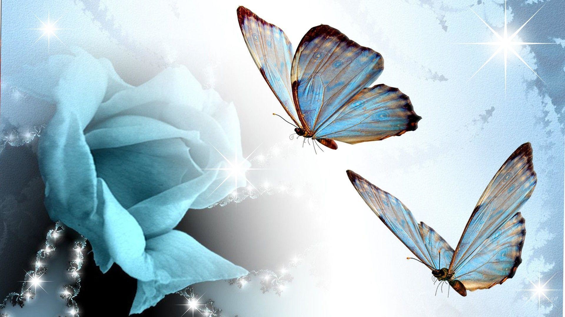 Real Butterfly Wallpapers