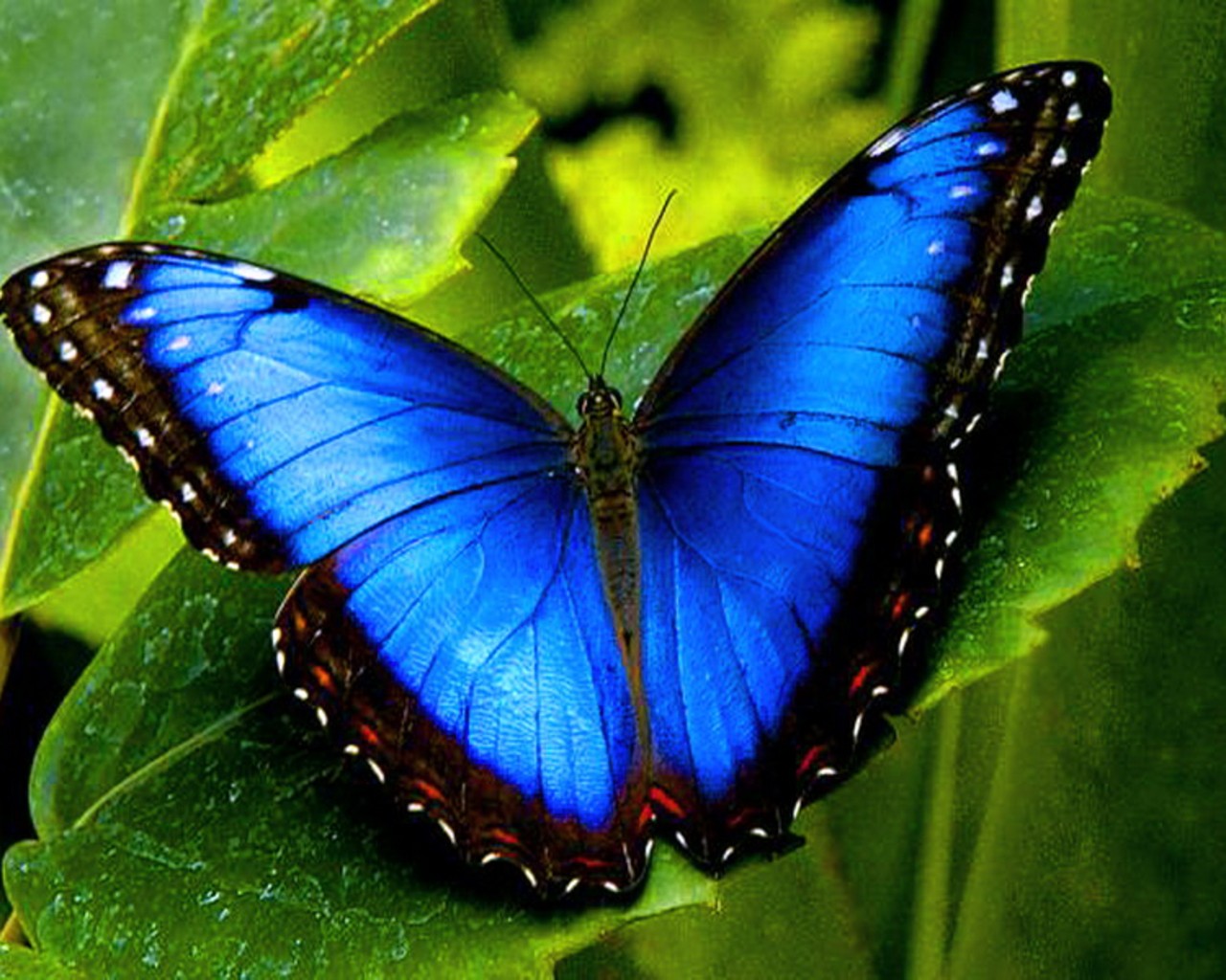 Real Butterfly Wallpapers