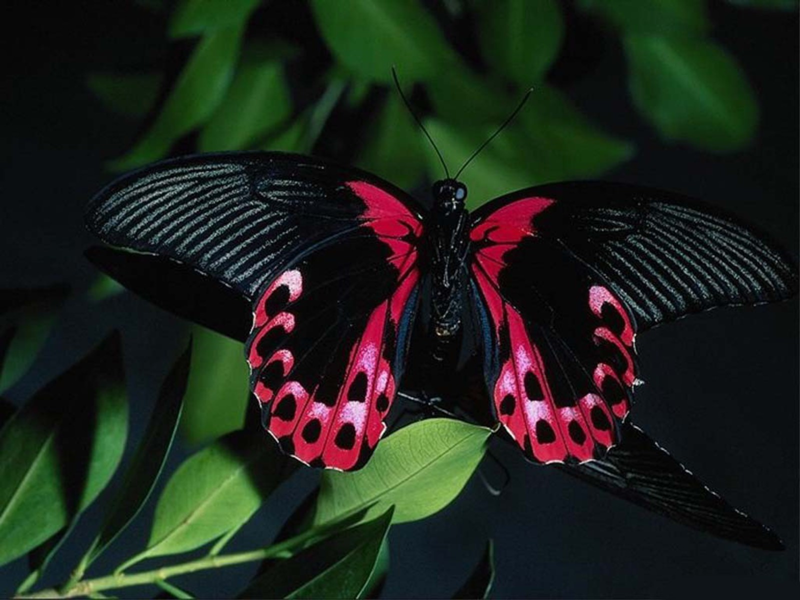 Real Butterfly Wallpapers