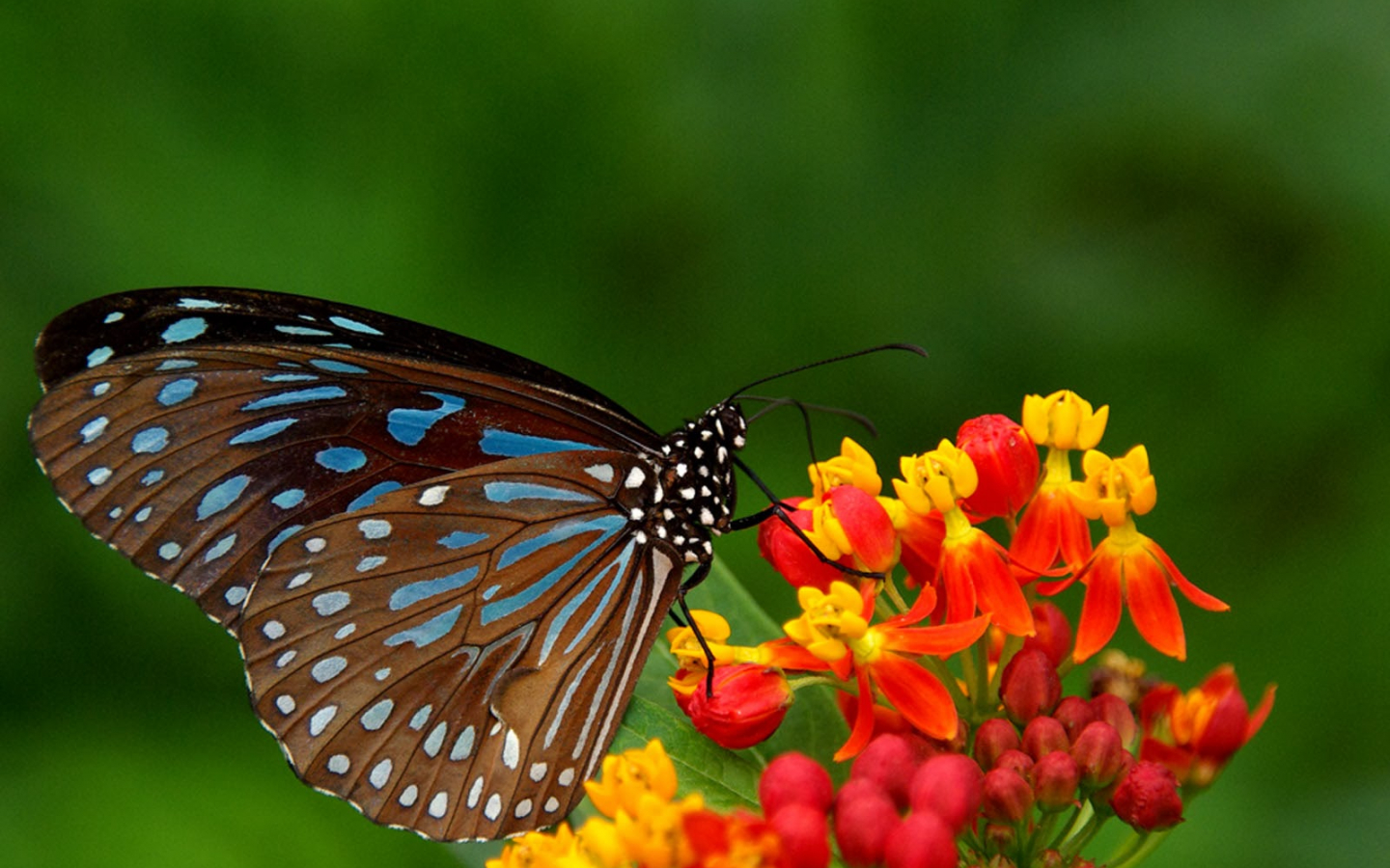 Real Butterfly Wallpapers