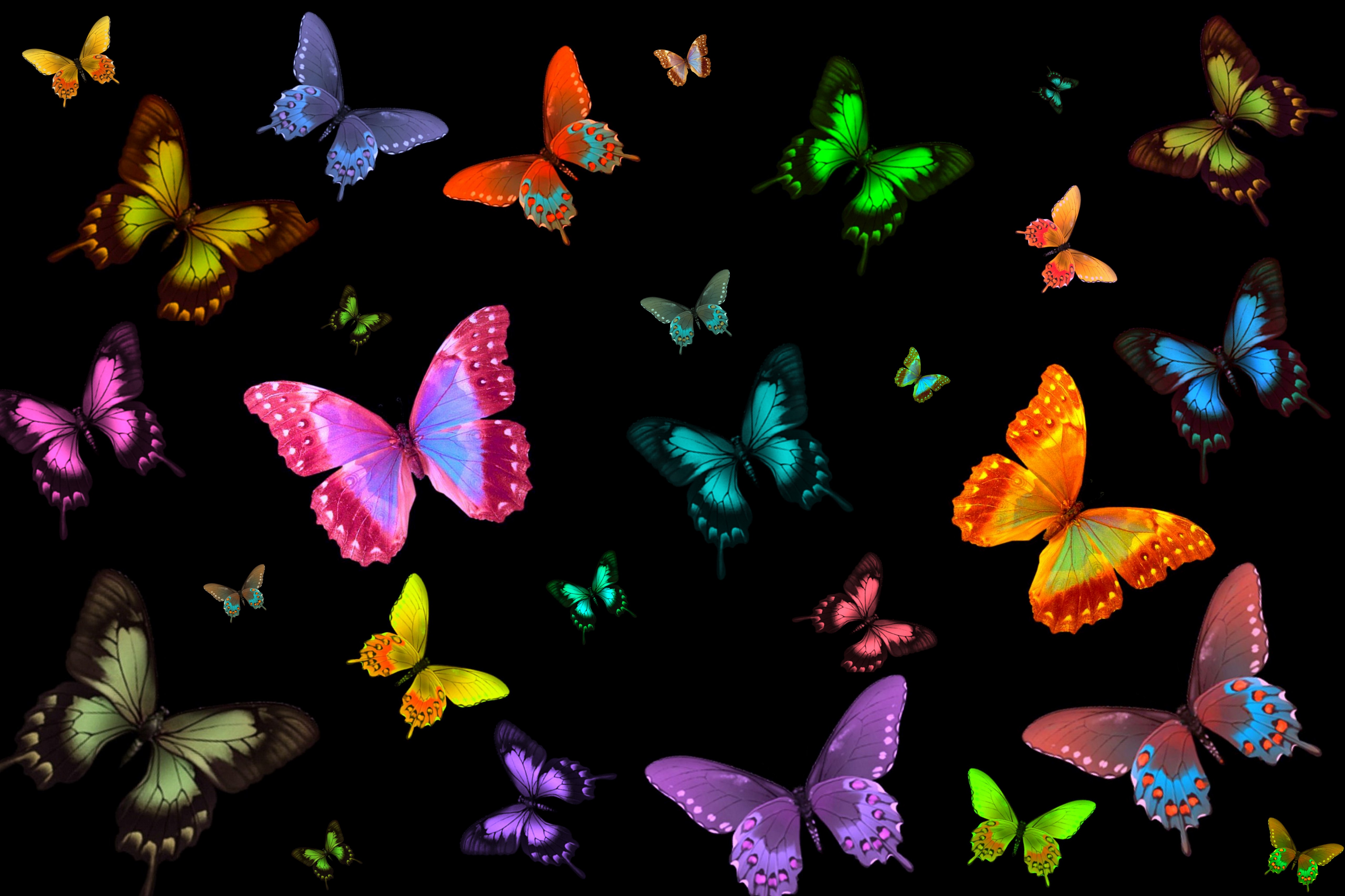 Real Butterfly Wallpapers