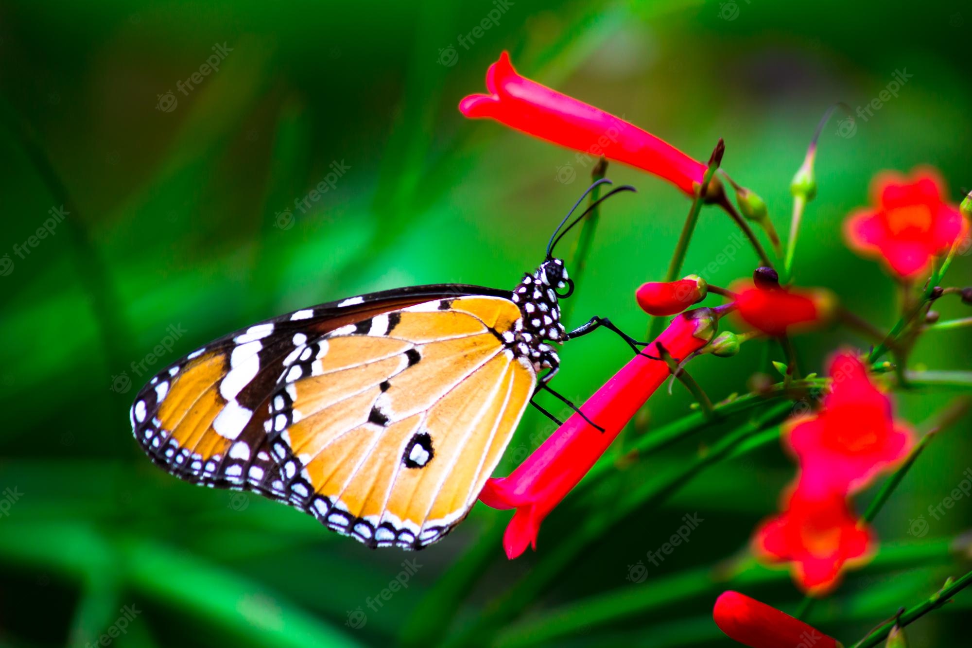 Real Butterfly Wallpapers