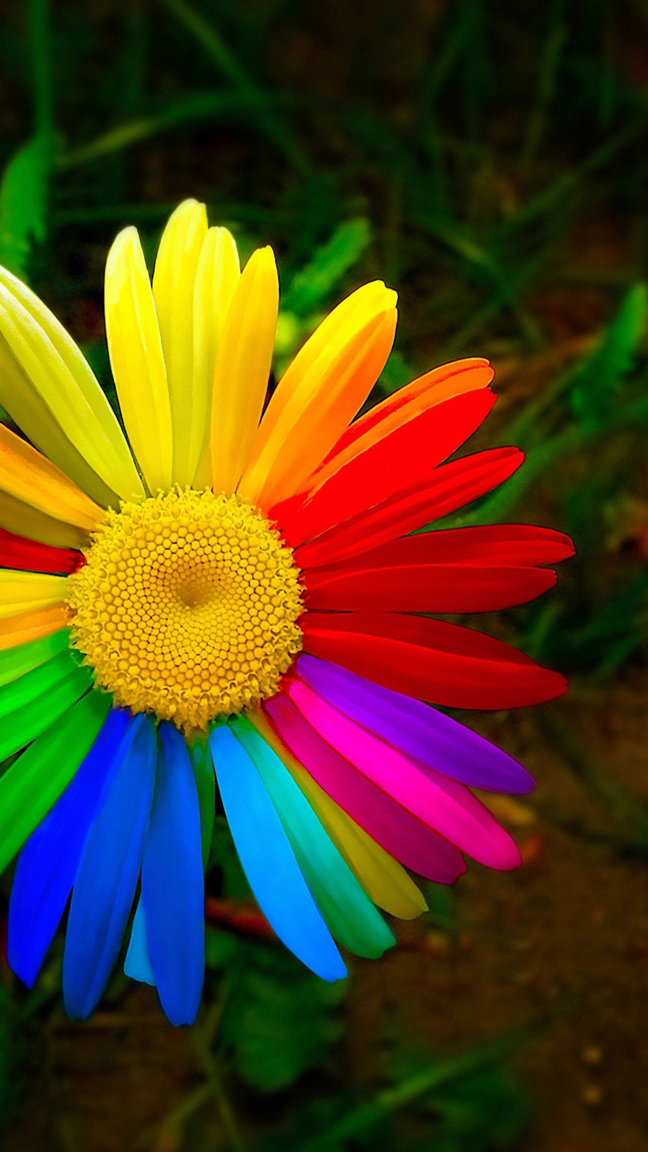 Real Rainbow Daisy Wallpapers