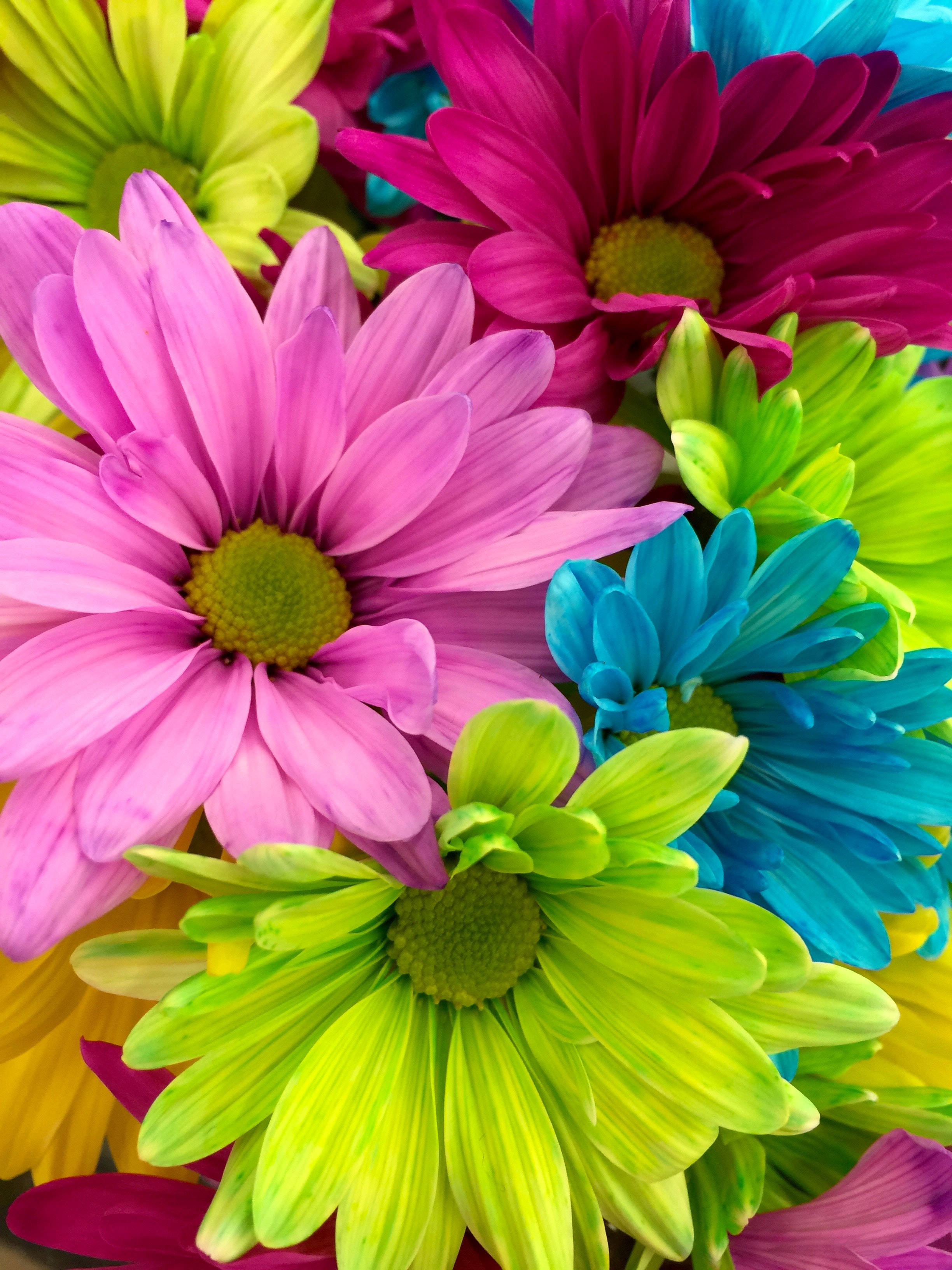 Real Rainbow Daisy Wallpapers