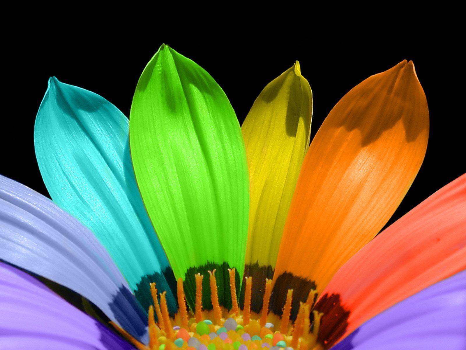 Real Rainbow Daisy Wallpapers