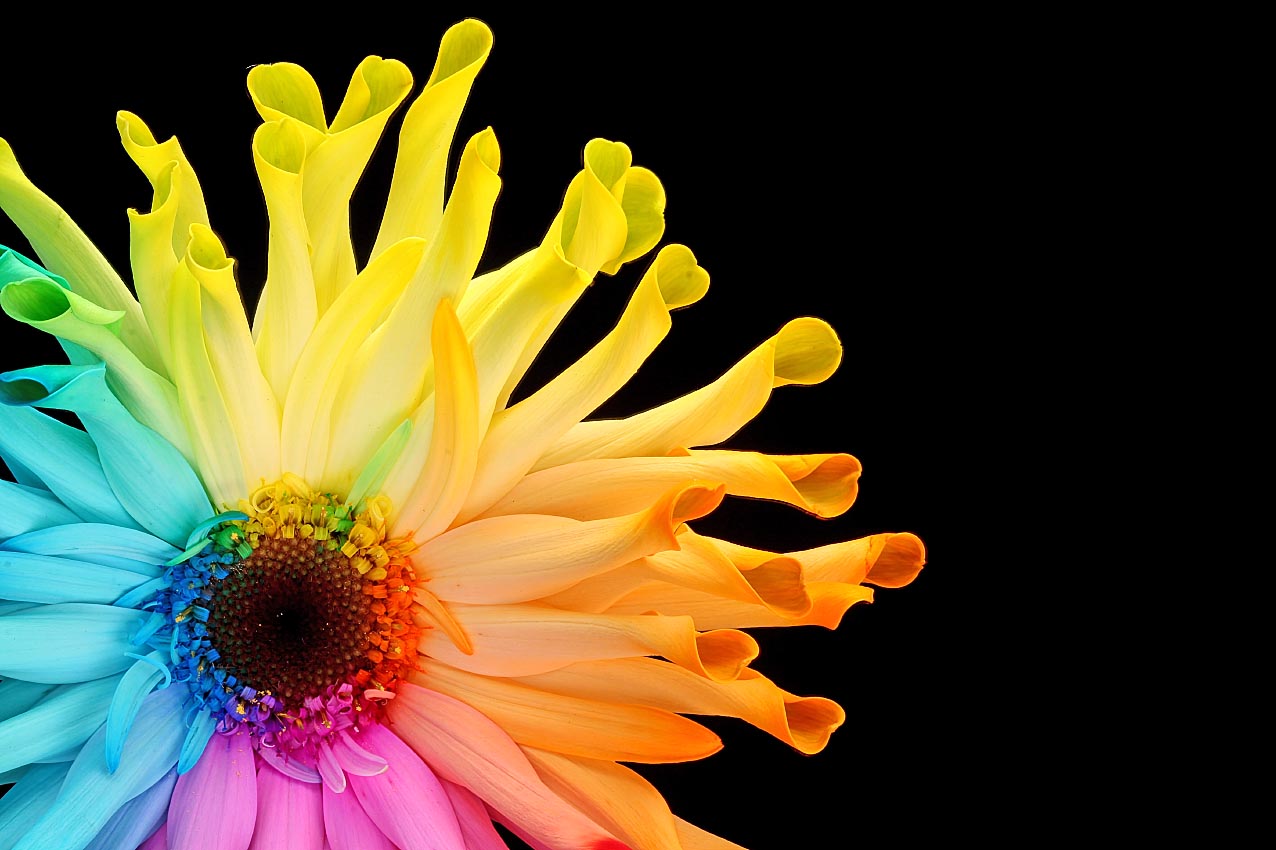 Real Rainbow Daisy Wallpapers