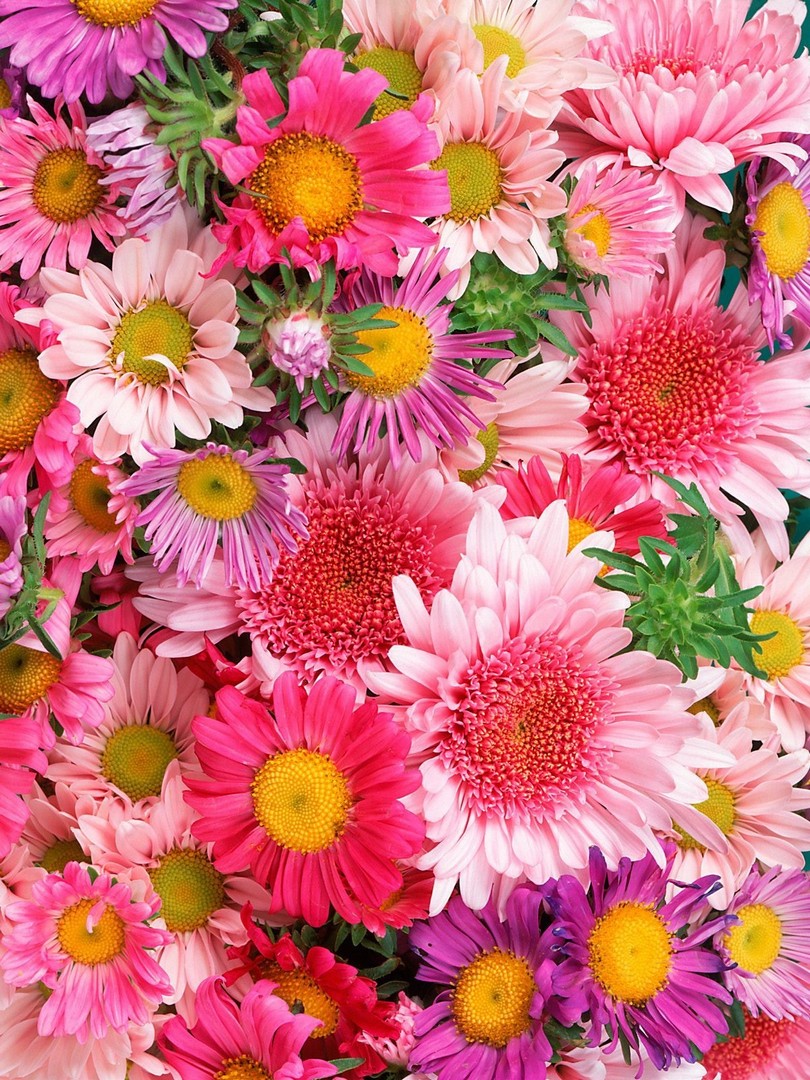 Realistic Flower Wallpapers