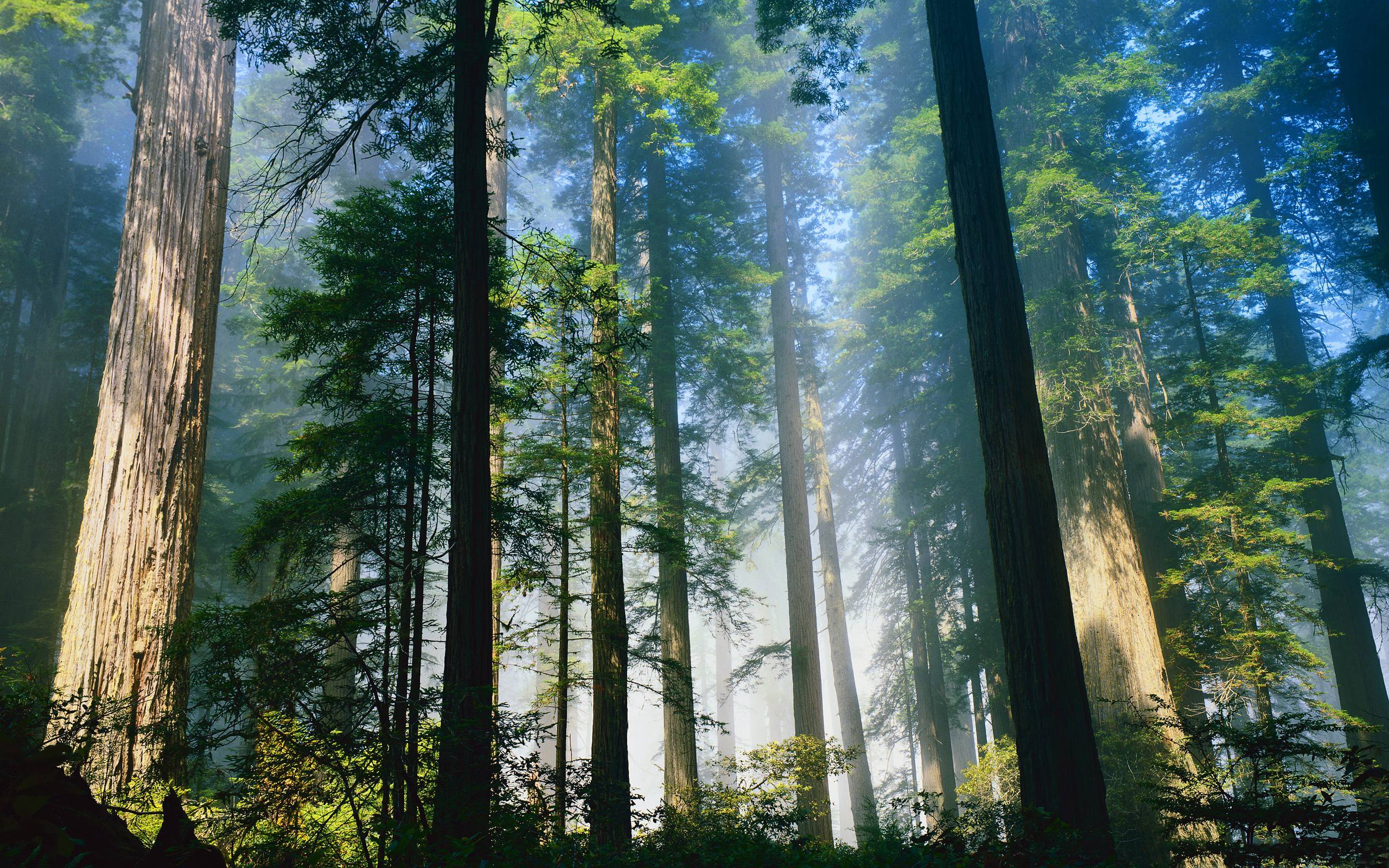 Redwood Tree Wallpapers