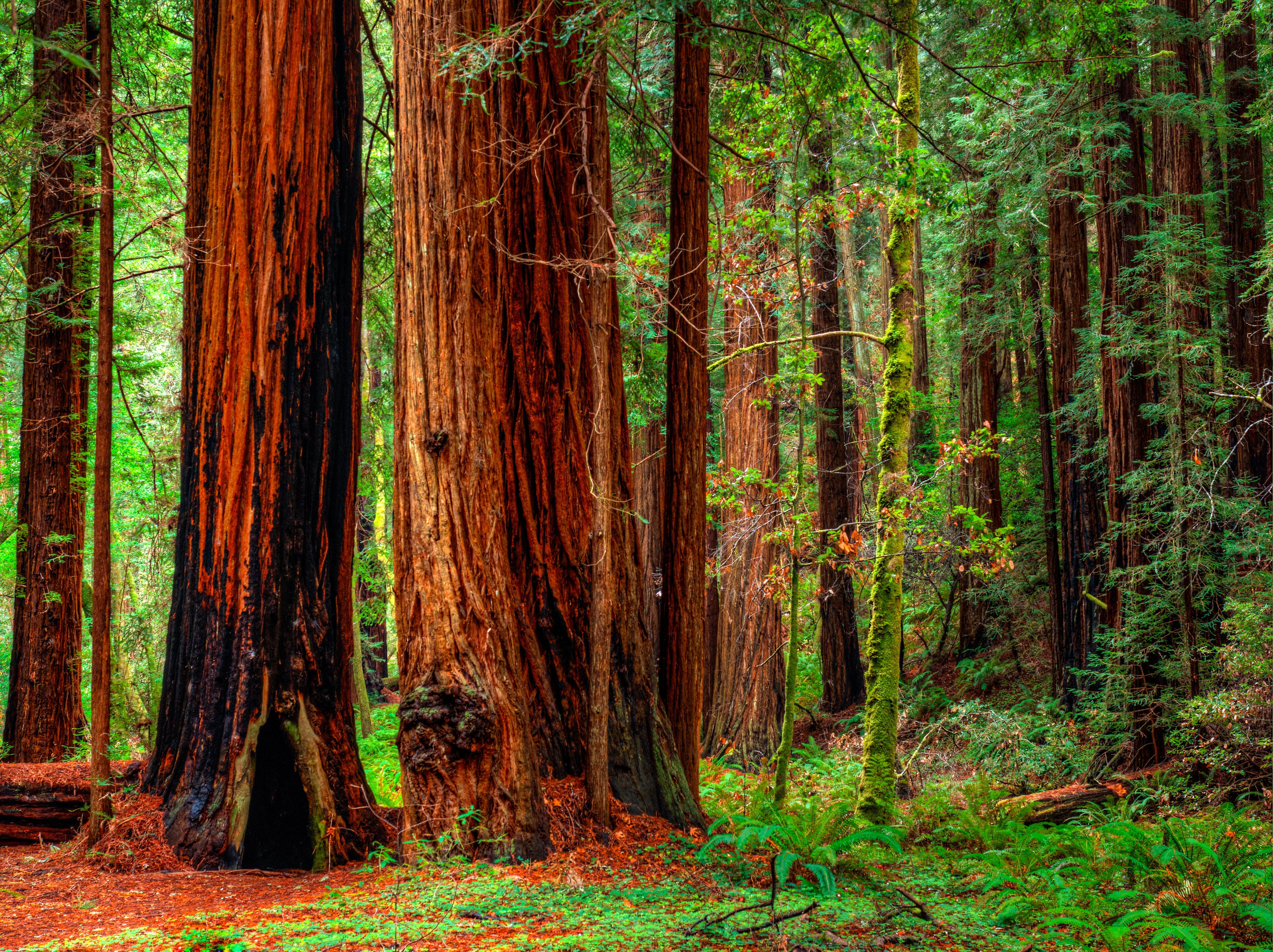 Redwood Tree Wallpapers