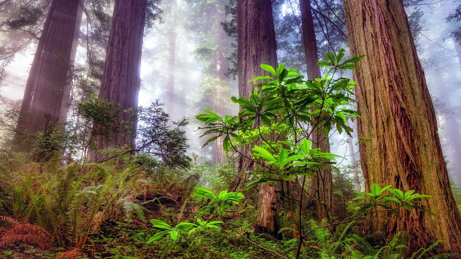 Redwood Tree Wallpapers