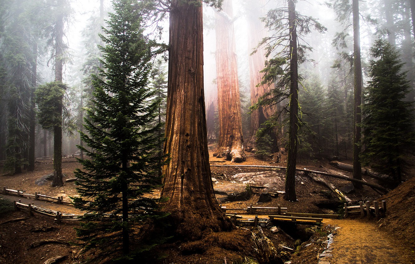 Redwood Tree Wallpapers