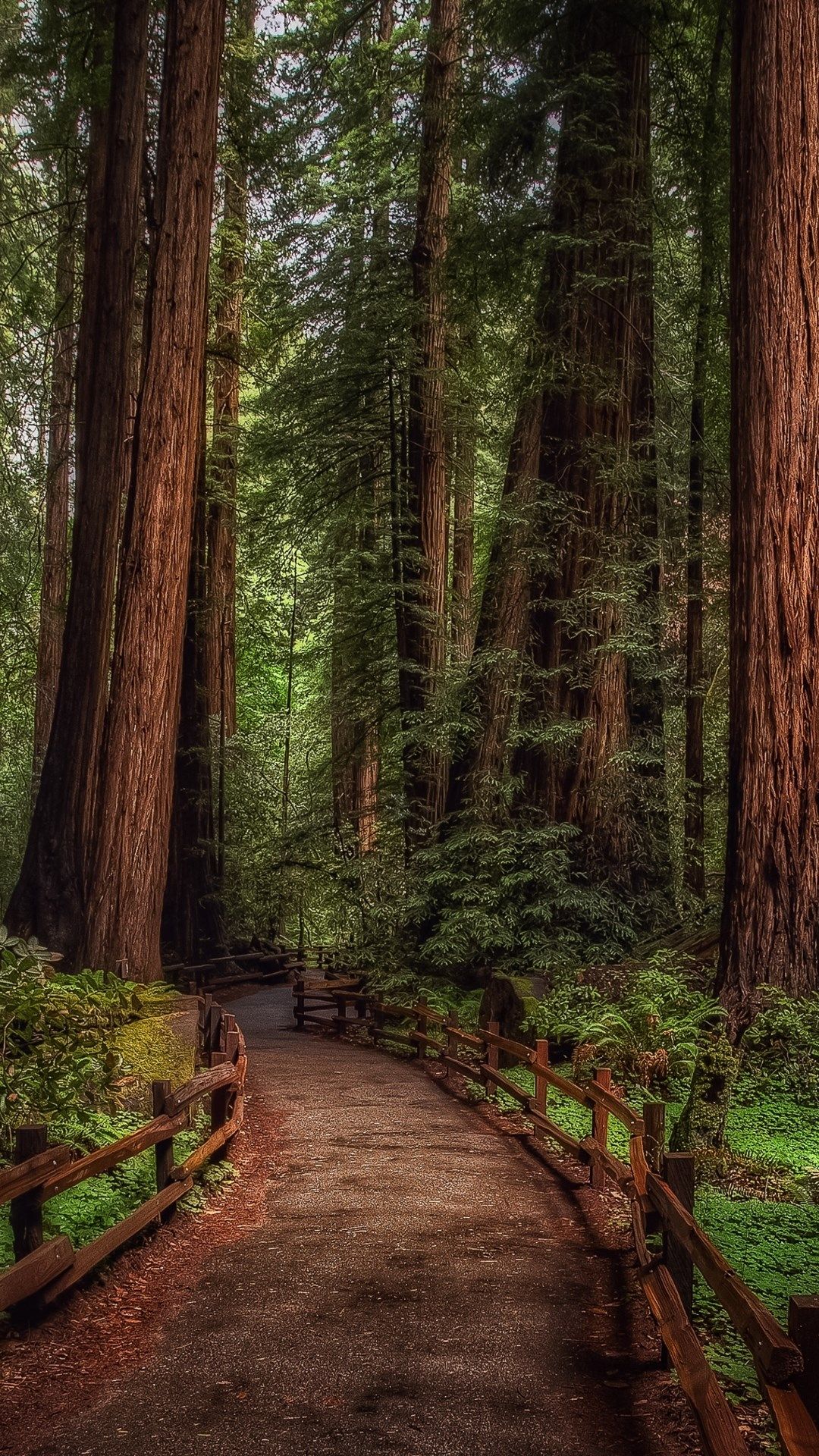 Redwood Tree Wallpapers