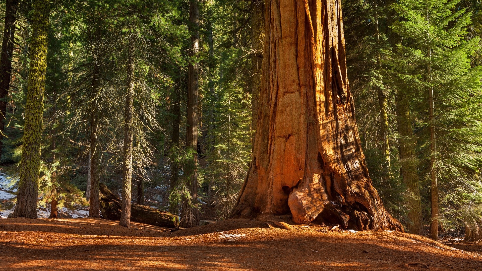 Redwood Tree Wallpapers