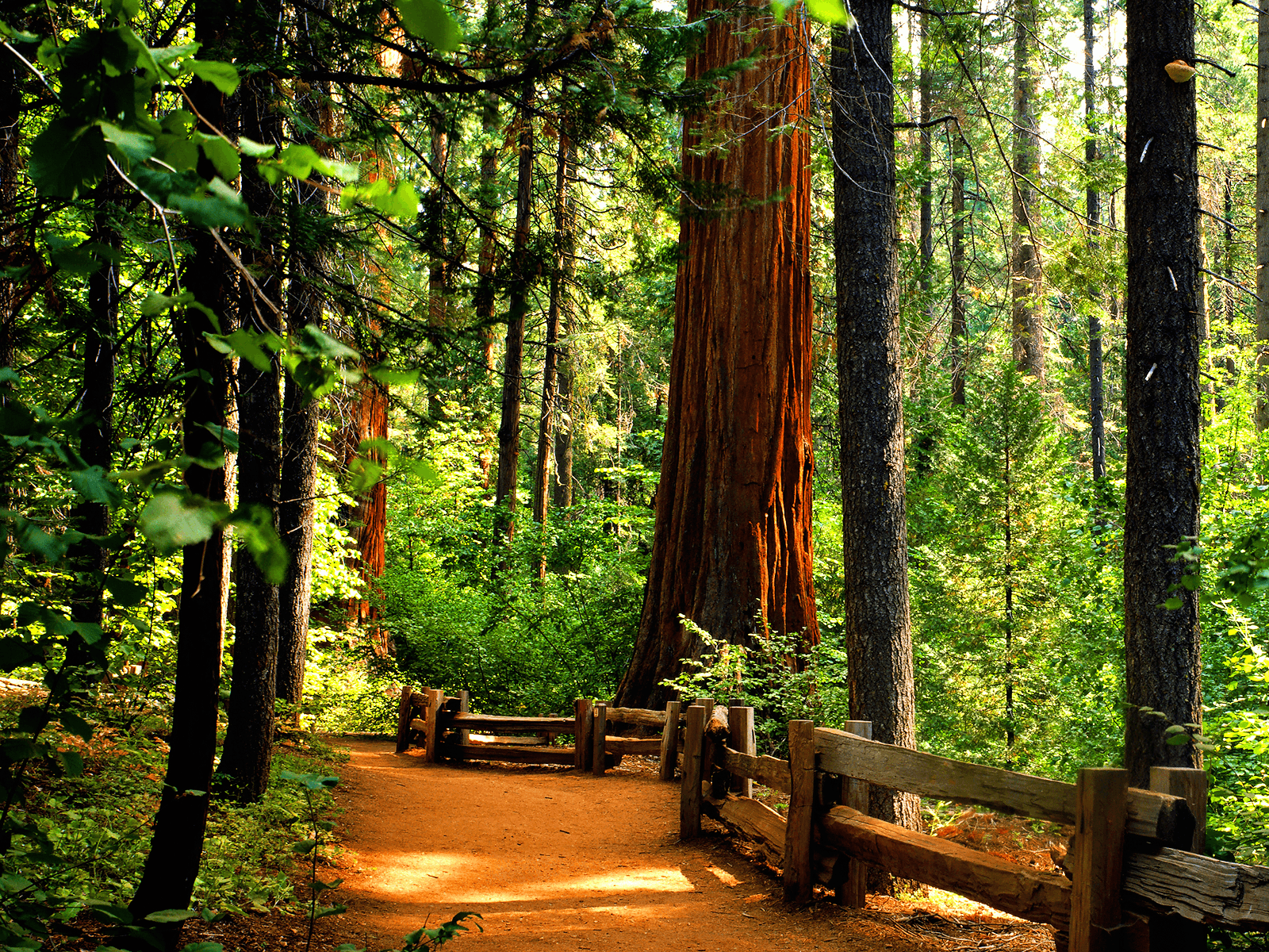 Redwood Tree Wallpapers