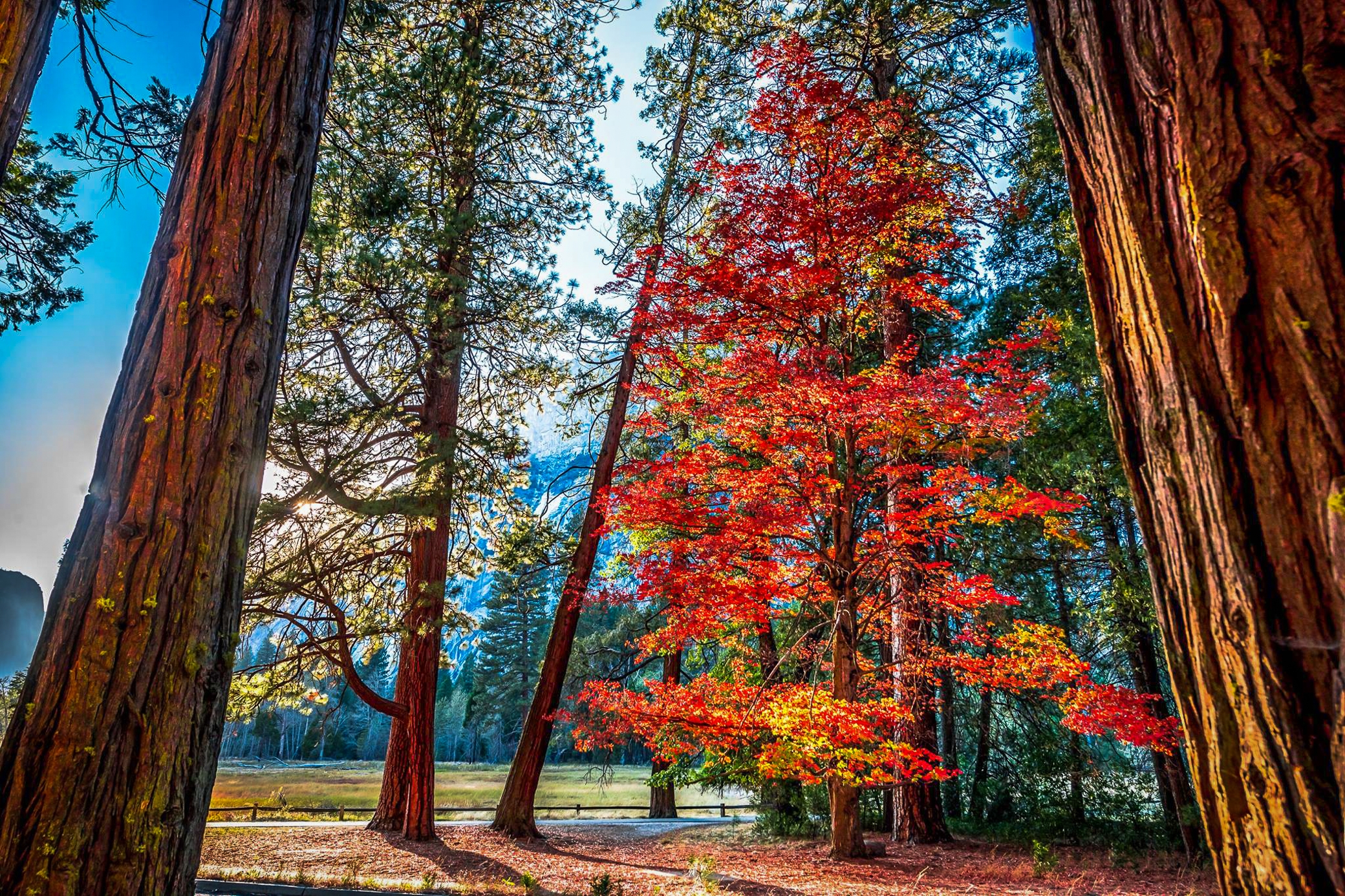 Redwood Tree Wallpapers