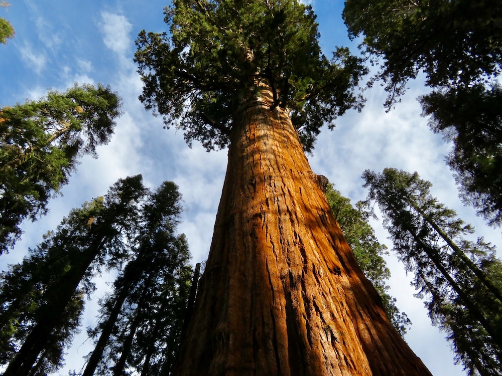 Redwood Tree Wallpapers