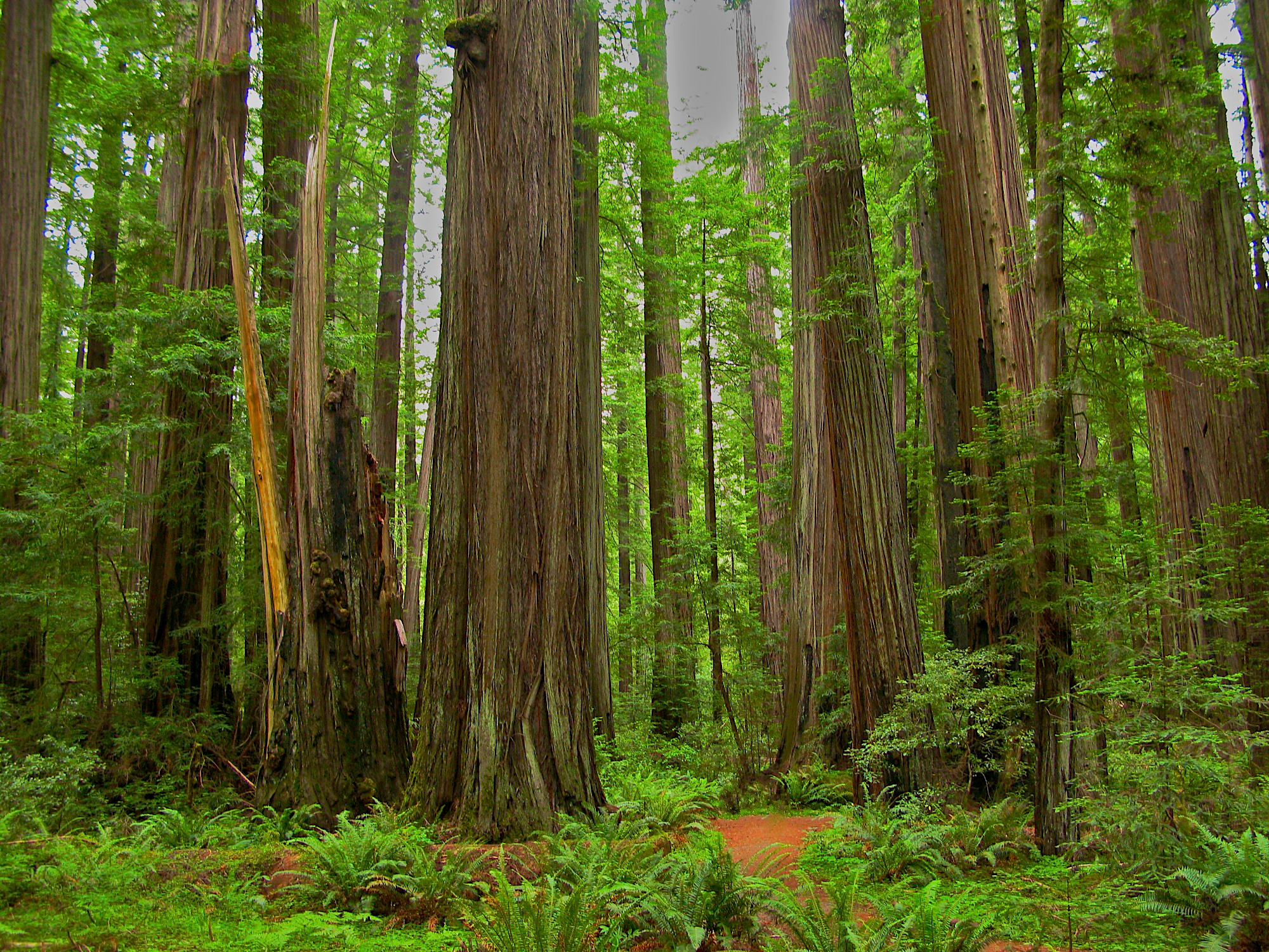 Redwood Tree Wallpapers