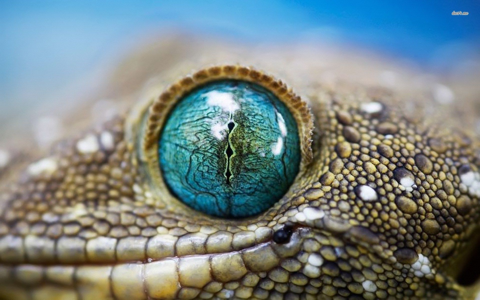 Reptile Eye Texture Wallpapers