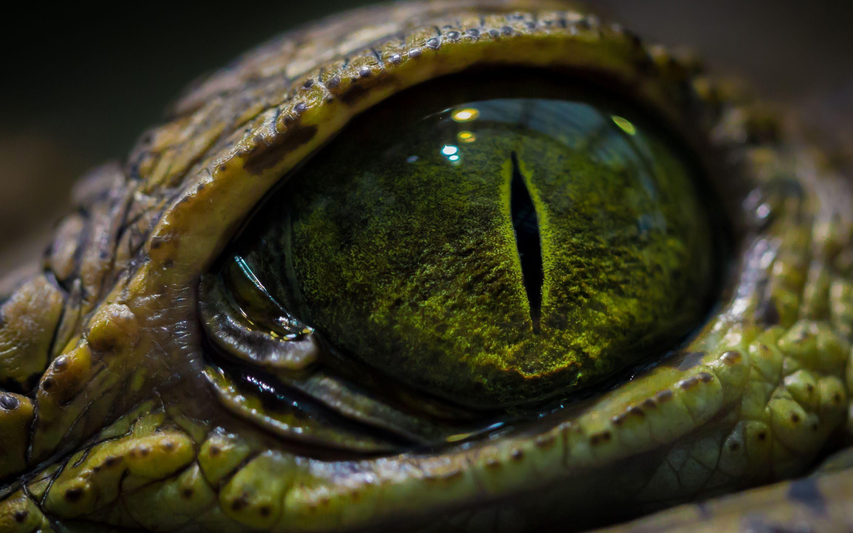 Reptile Eye Texture Wallpapers