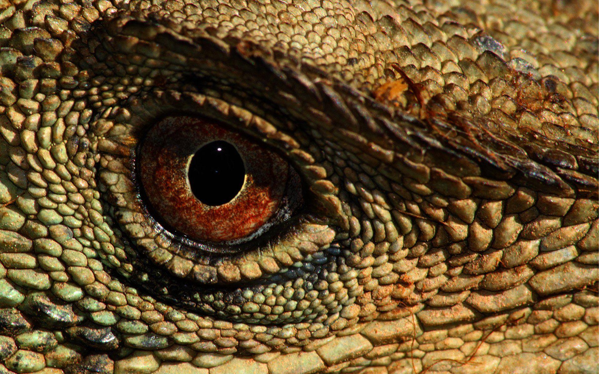 Reptile Eye Texture Wallpapers