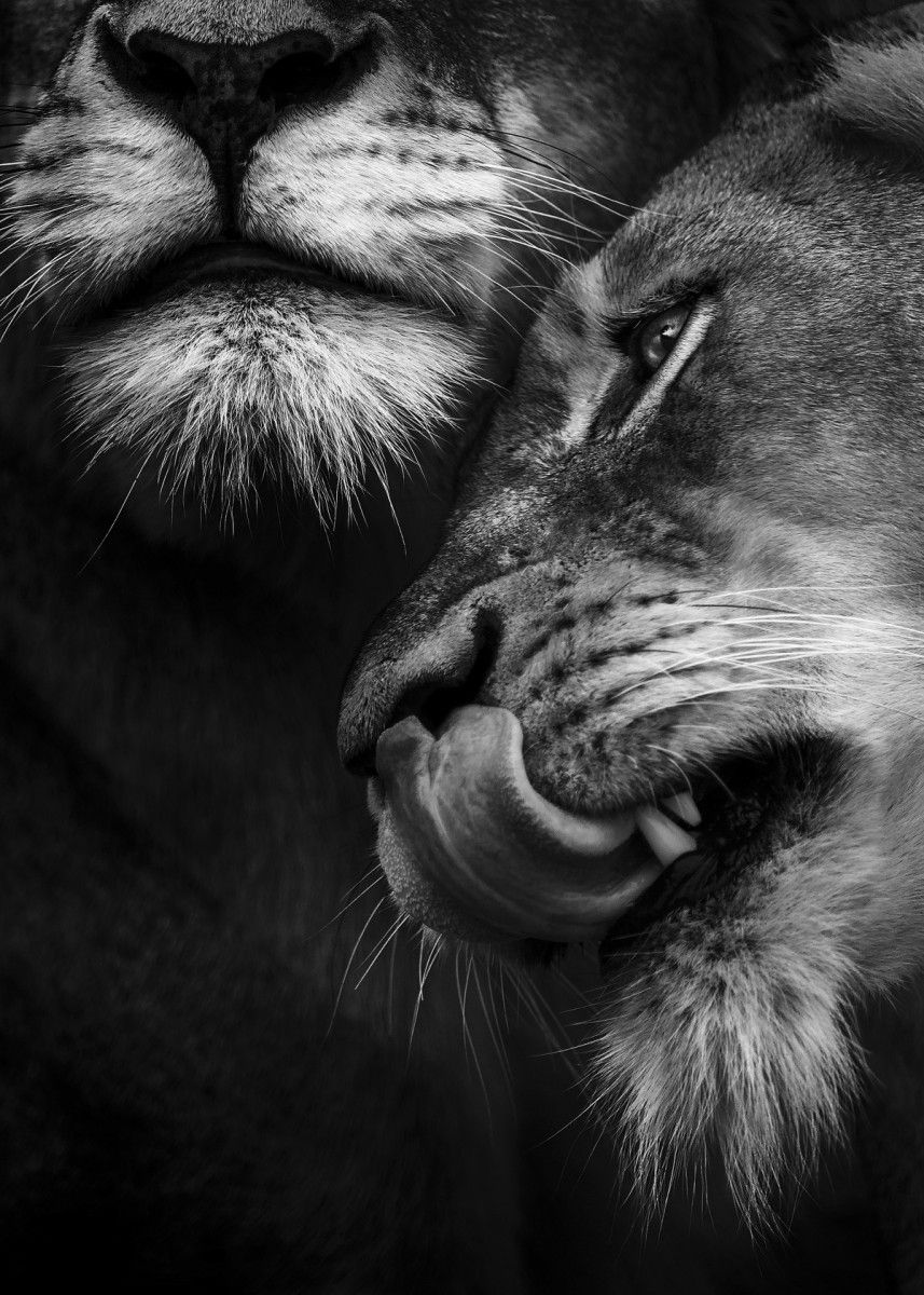 Romantic Lion Couple Wallpapers