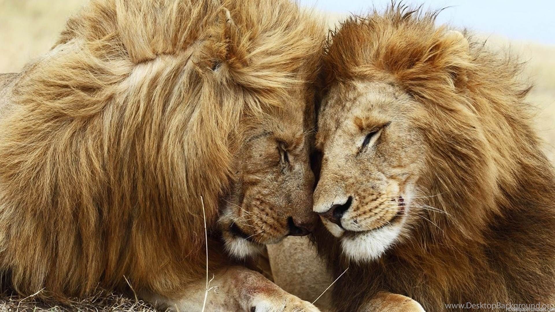 Romantic Lion Couple Wallpapers