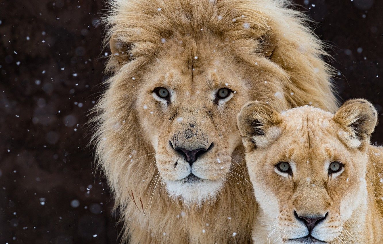 Romantic Lion Couple Wallpapers