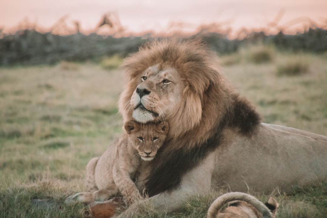 Romantic Lion Couple Wallpapers