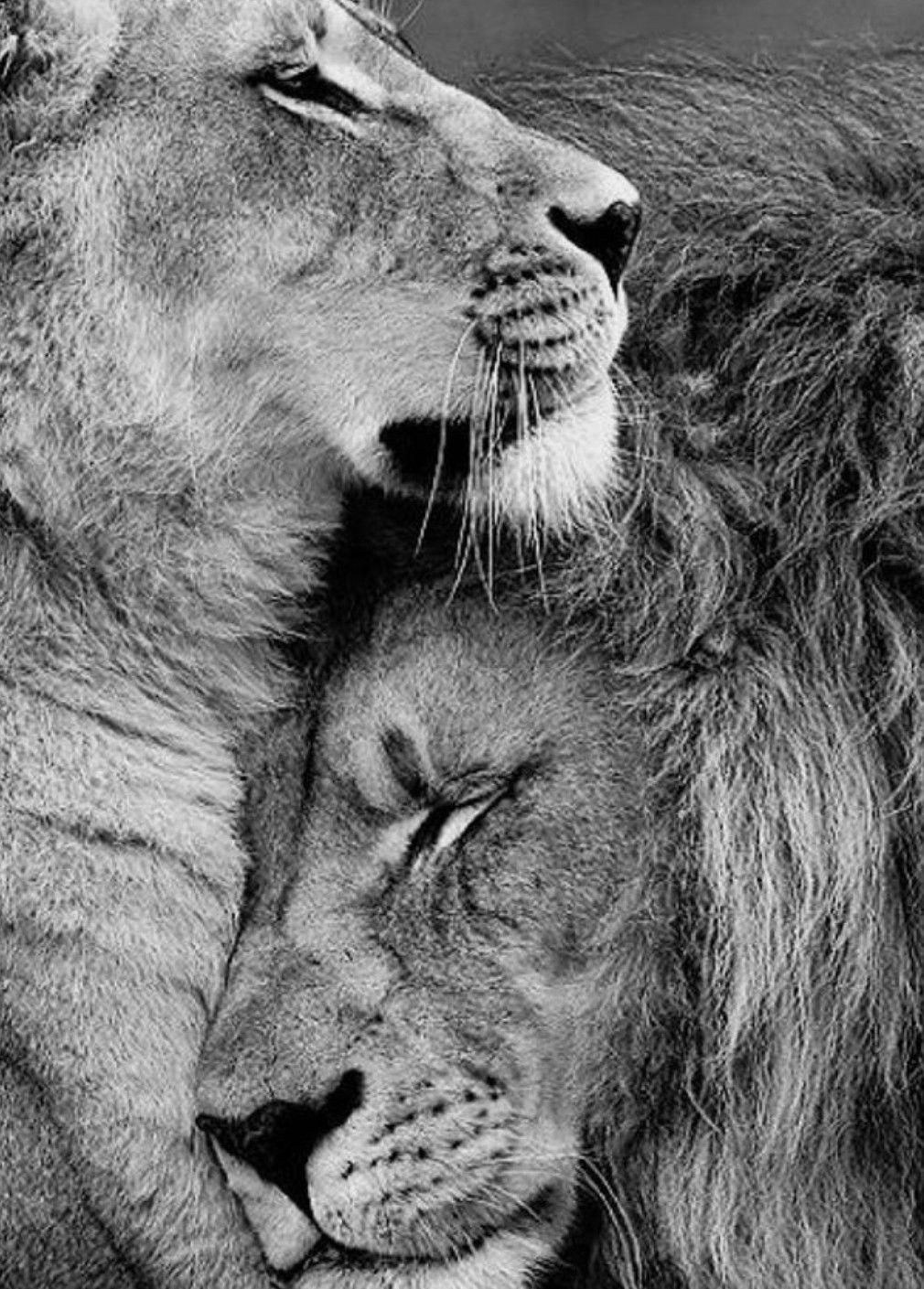 Romantic Lion Couple Wallpapers