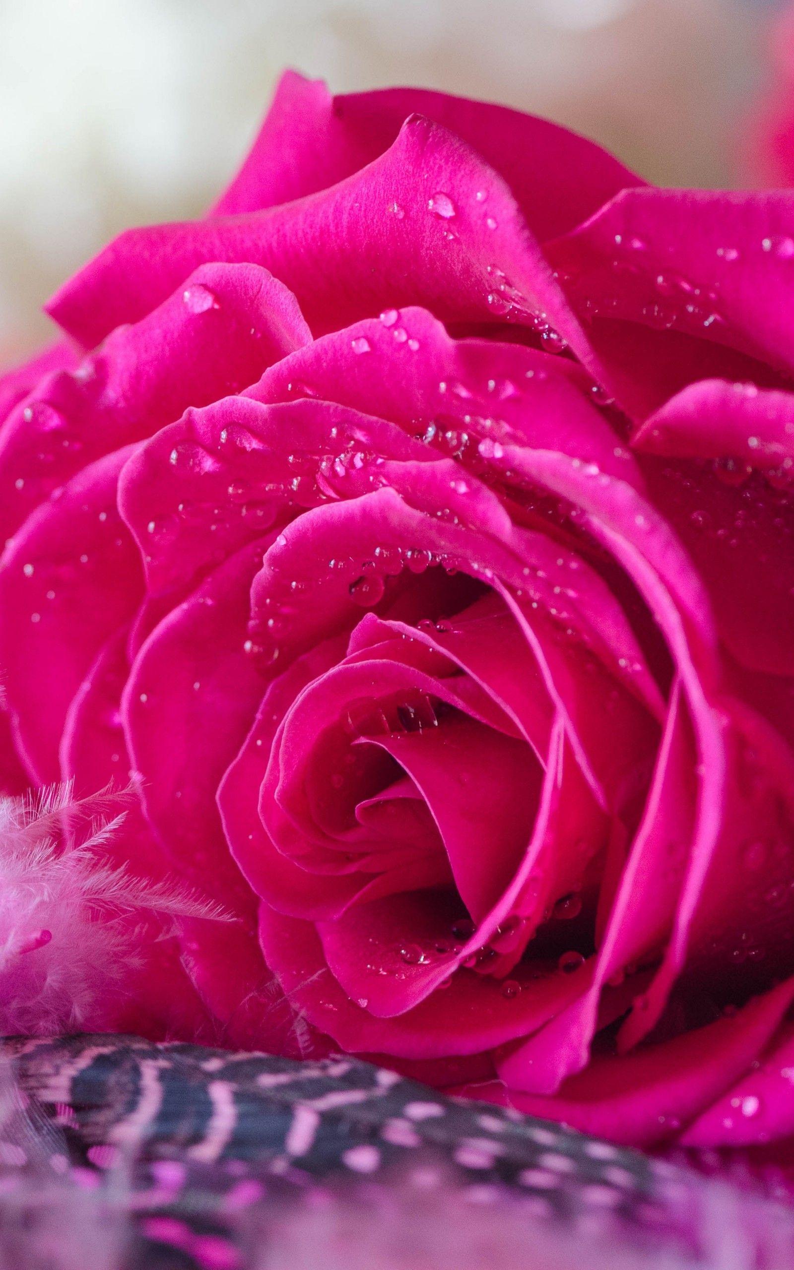 Rose Water Wallpapers