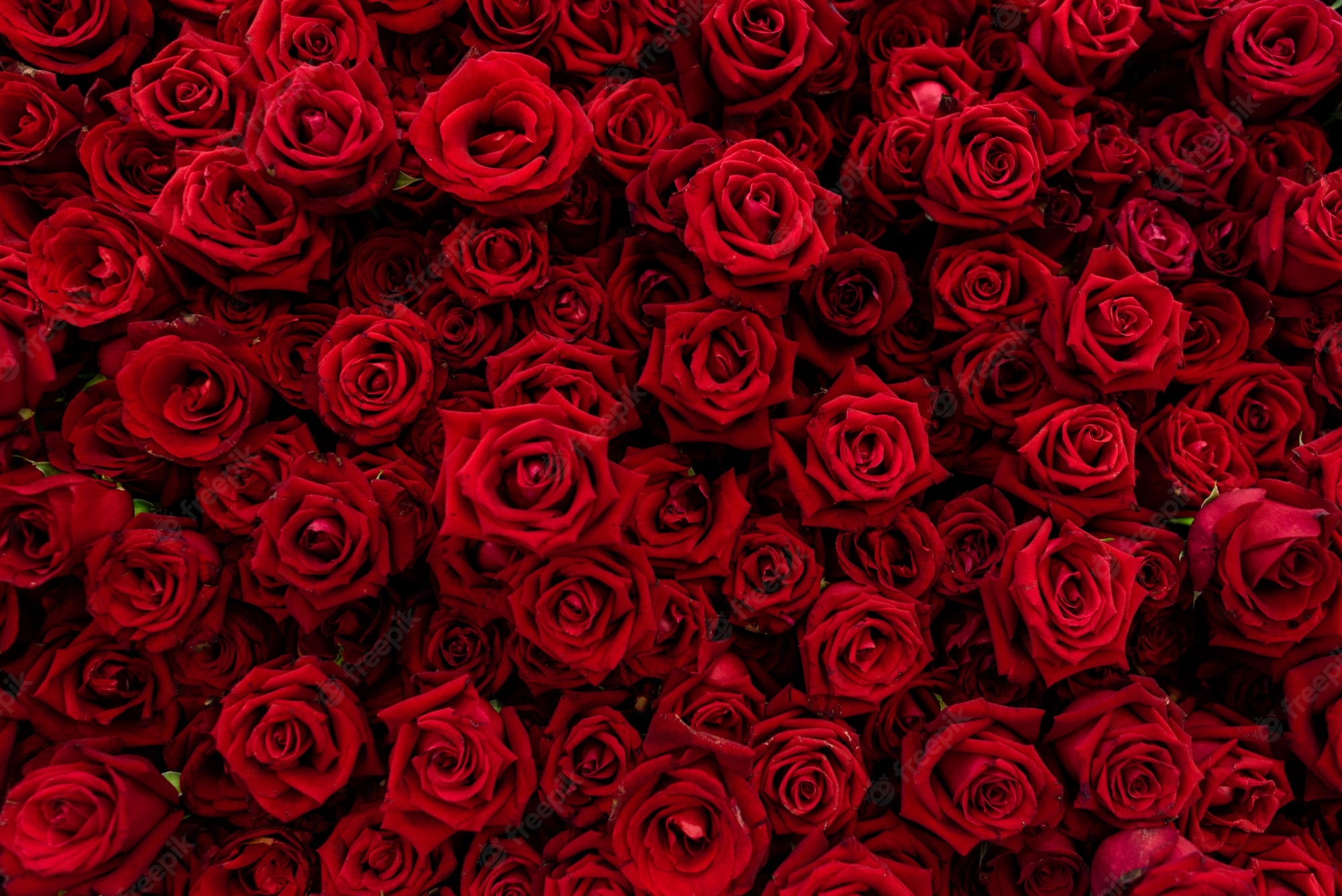 Roses Hd Wallpapers