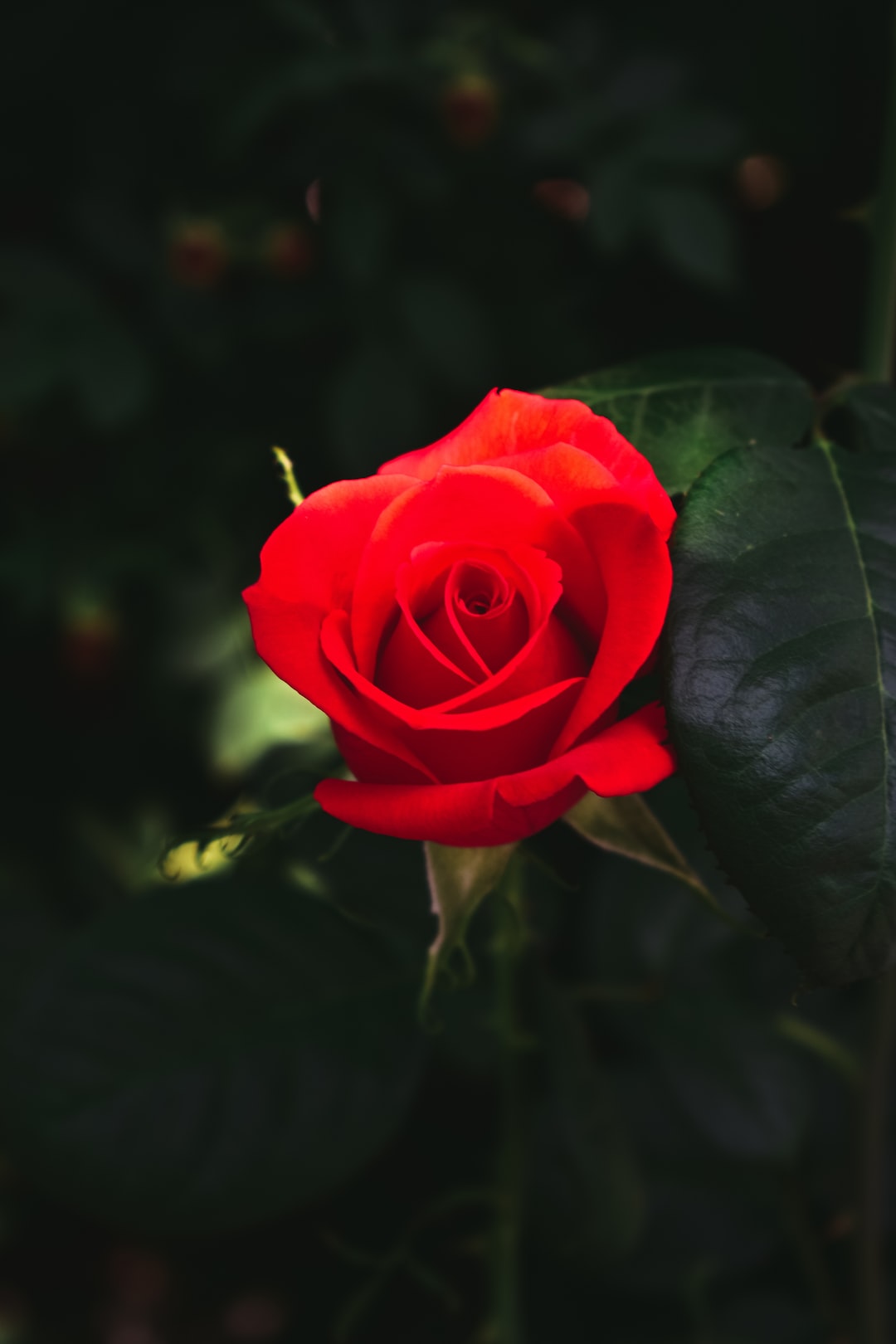 Roses Hd Wallpapers