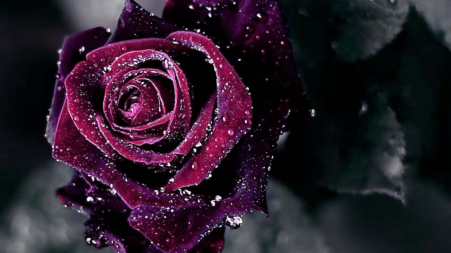 Roses Hd Wallpapers