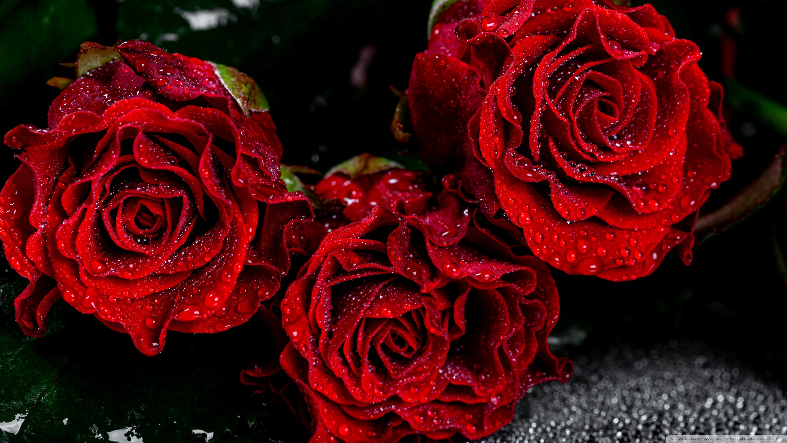 Roses Hd Wallpapers