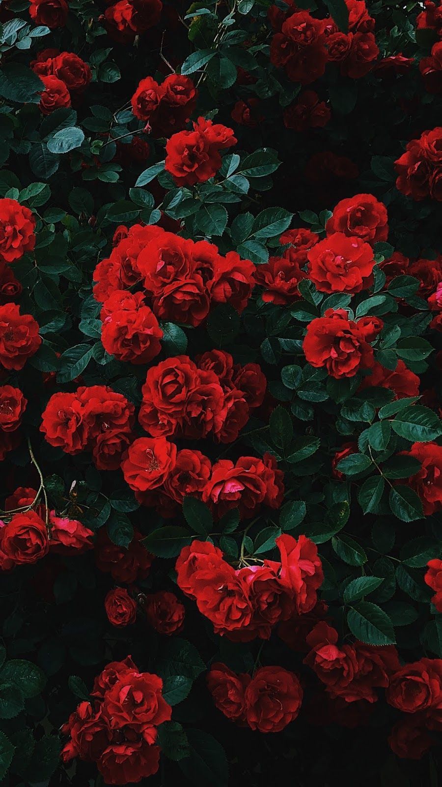 Roses Phone Wallpapers