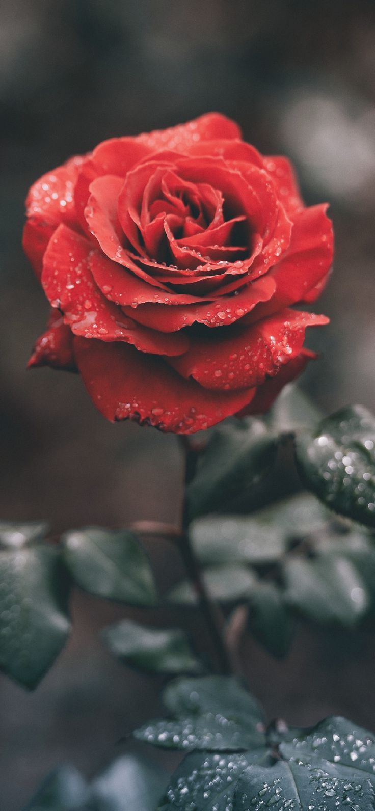 Roses Phone Wallpapers