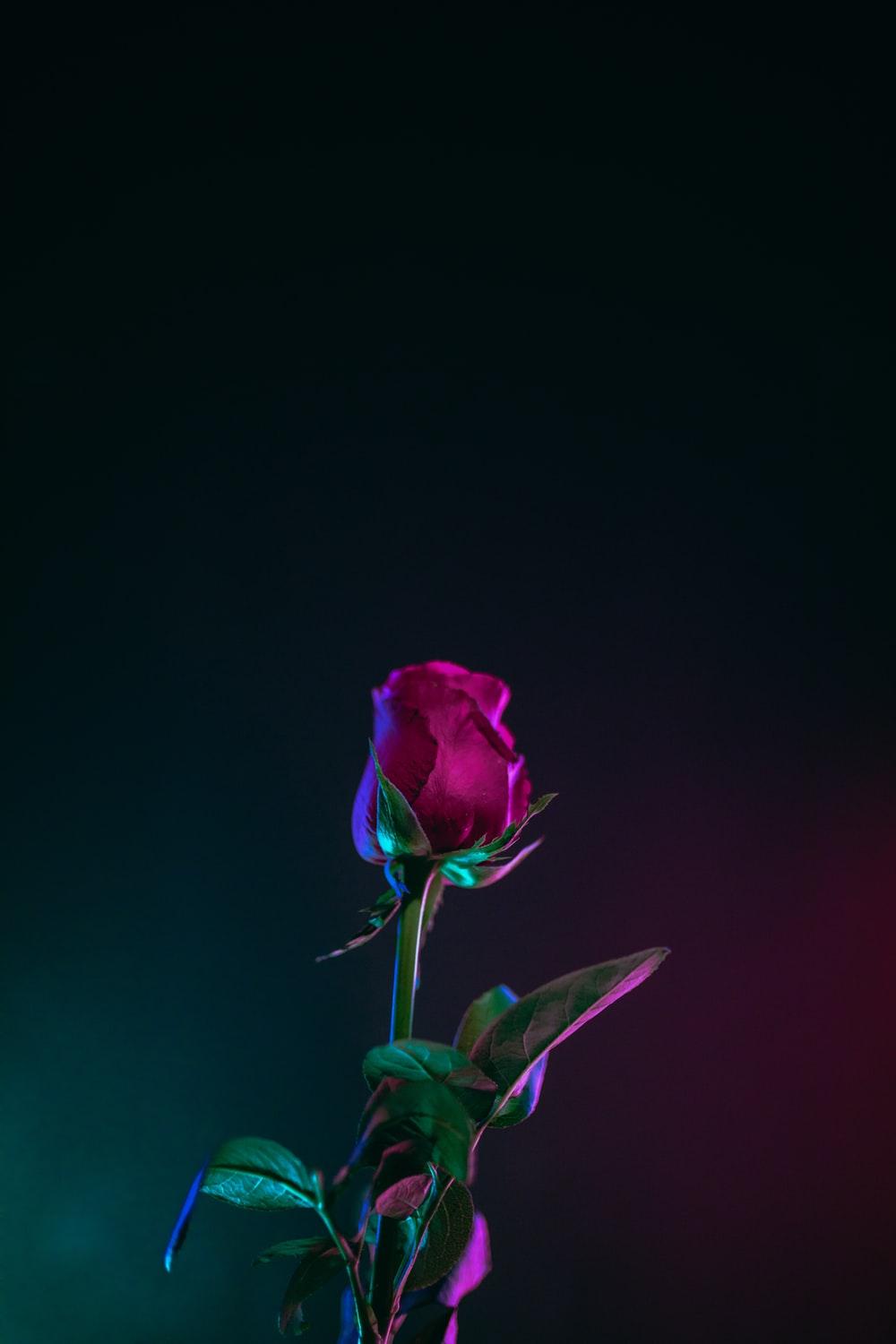 Roses Phone Wallpapers