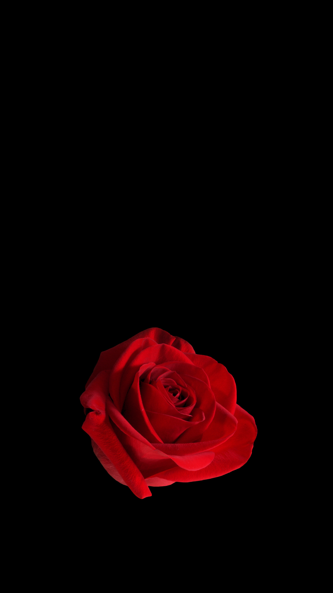 Roses Phone Wallpapers