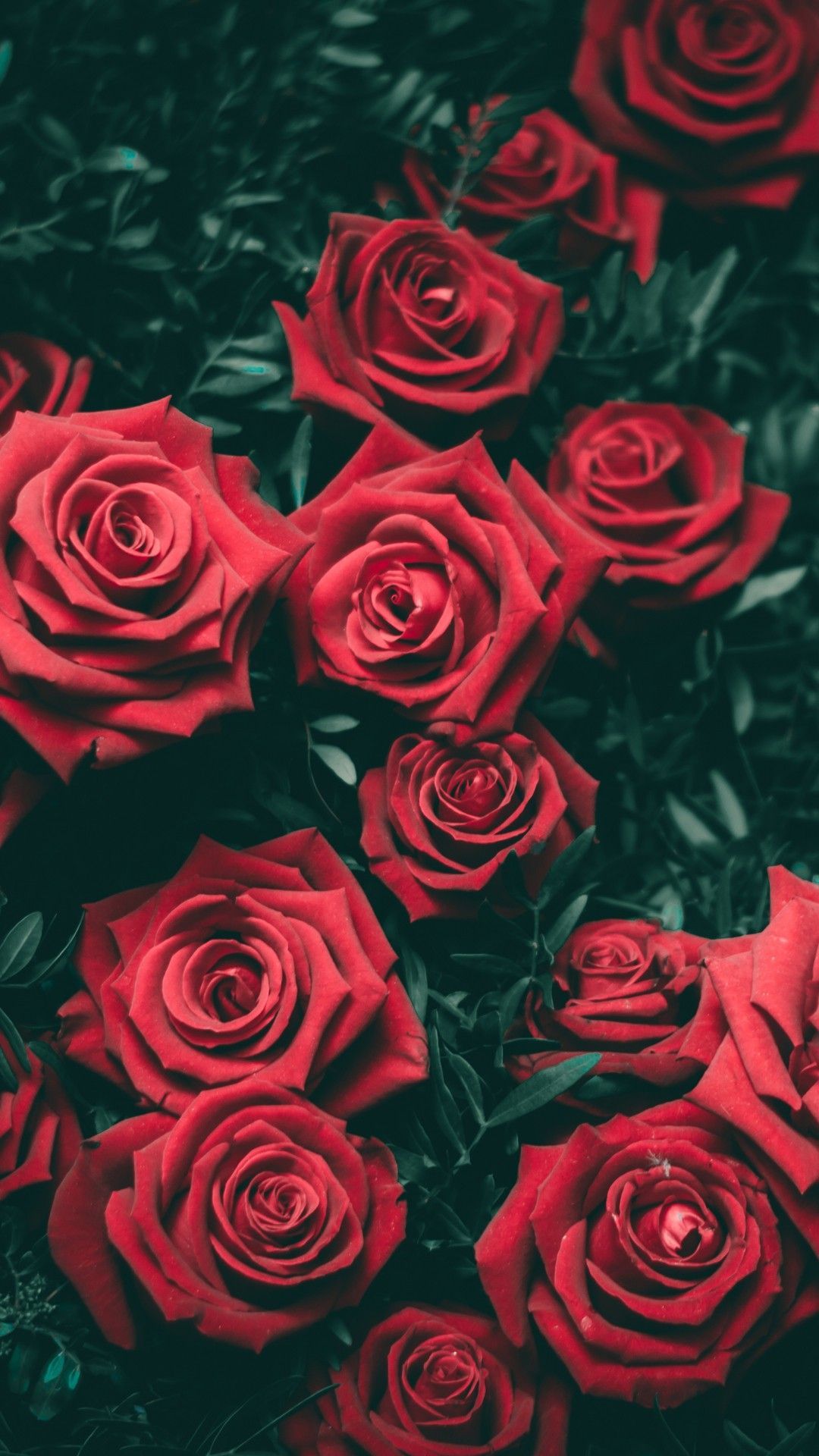 Roses Phone Wallpapers