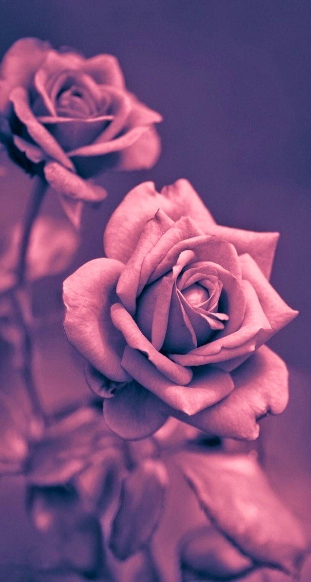 Roses Phone Wallpapers