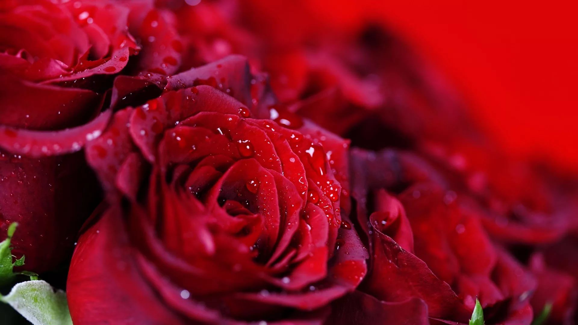 Roses Screen Savers Wallpapers