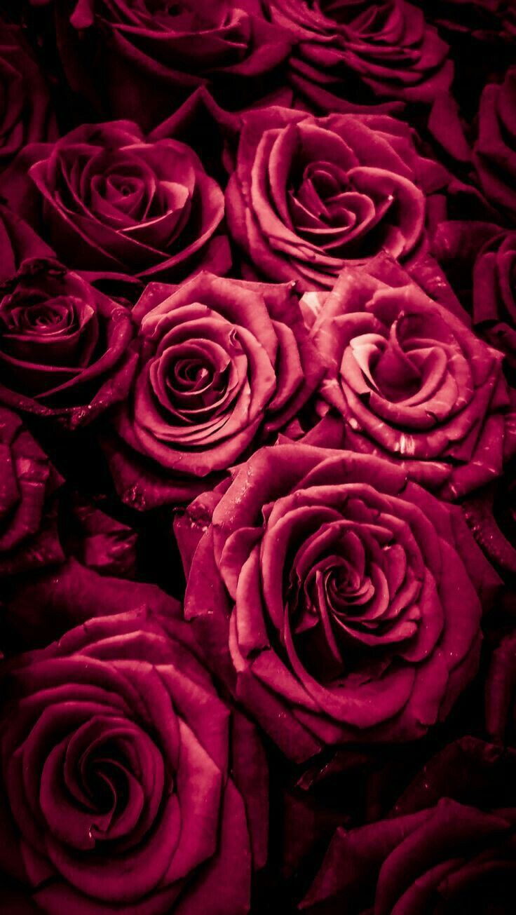 Roses Screen Savers Wallpapers