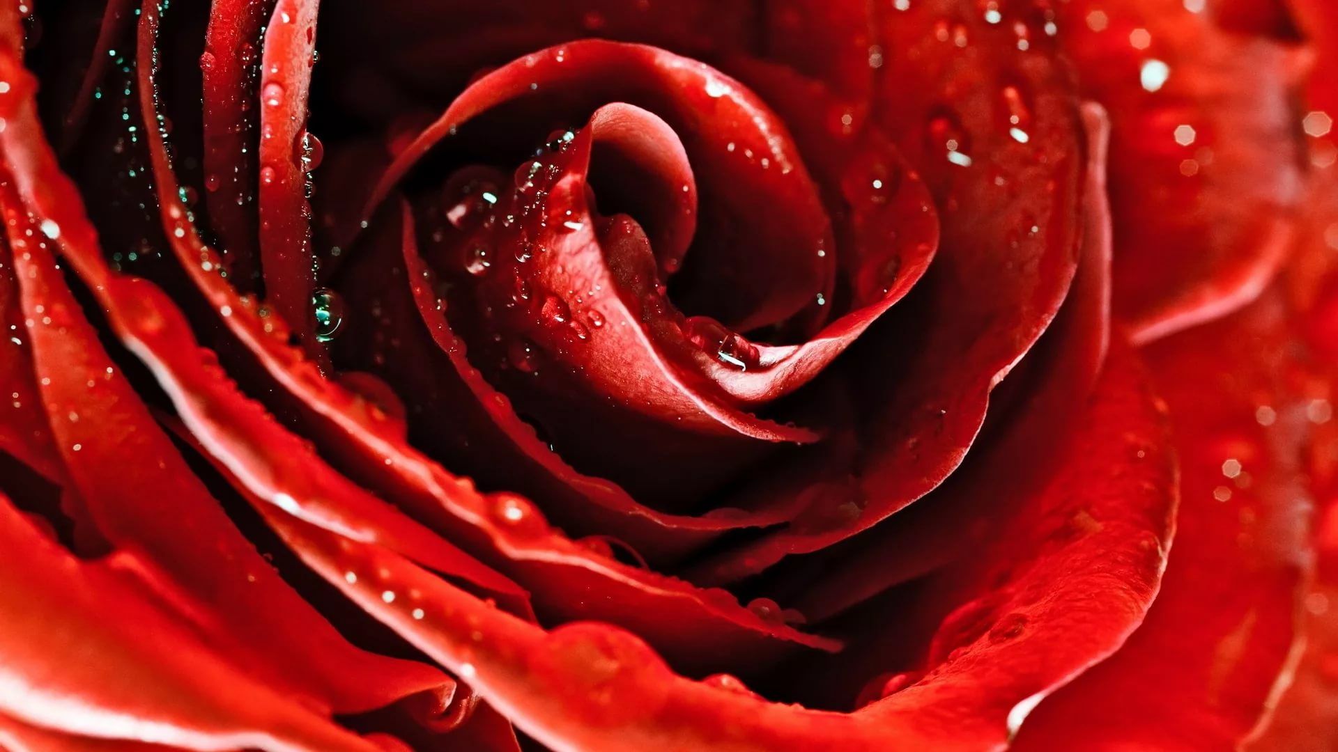 Roses Screen Savers Wallpapers