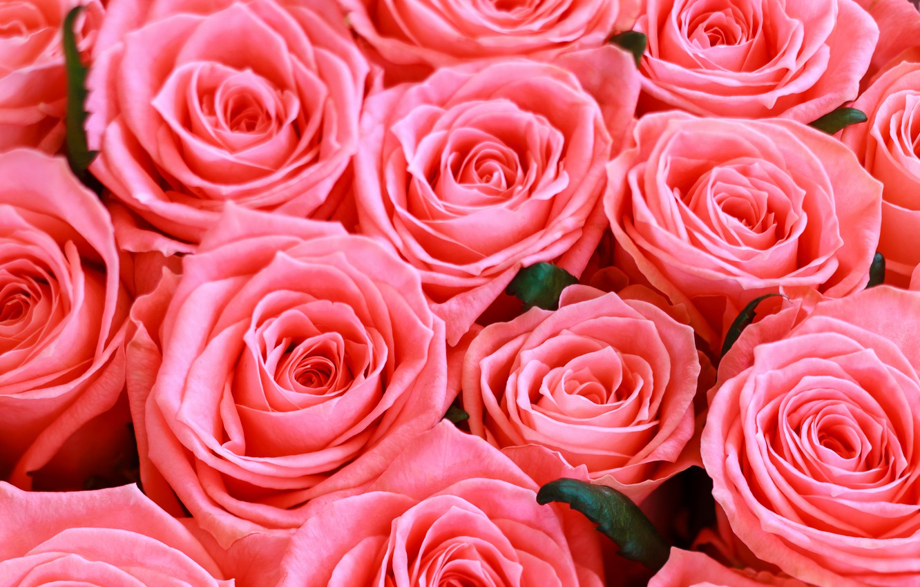 Roses Screen Savers Wallpapers