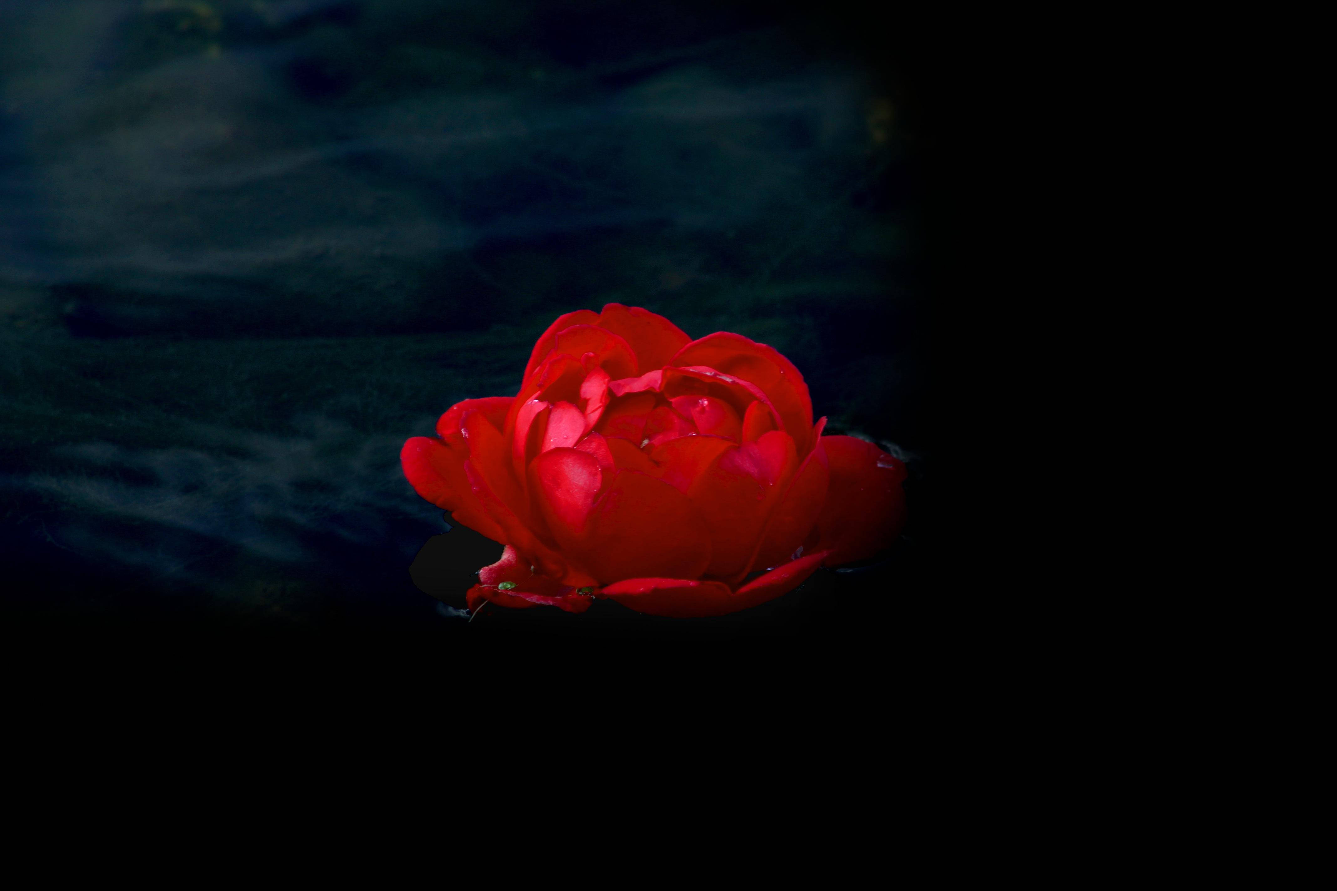 Roses Screen Savers Wallpapers