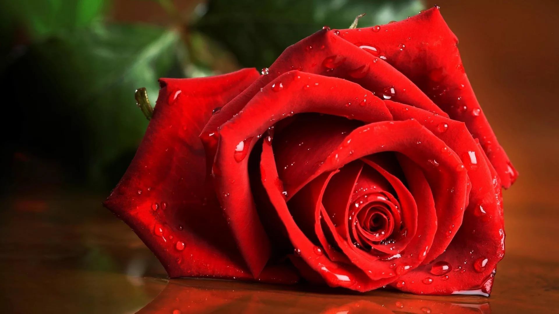 Roses Screen Savers Wallpapers