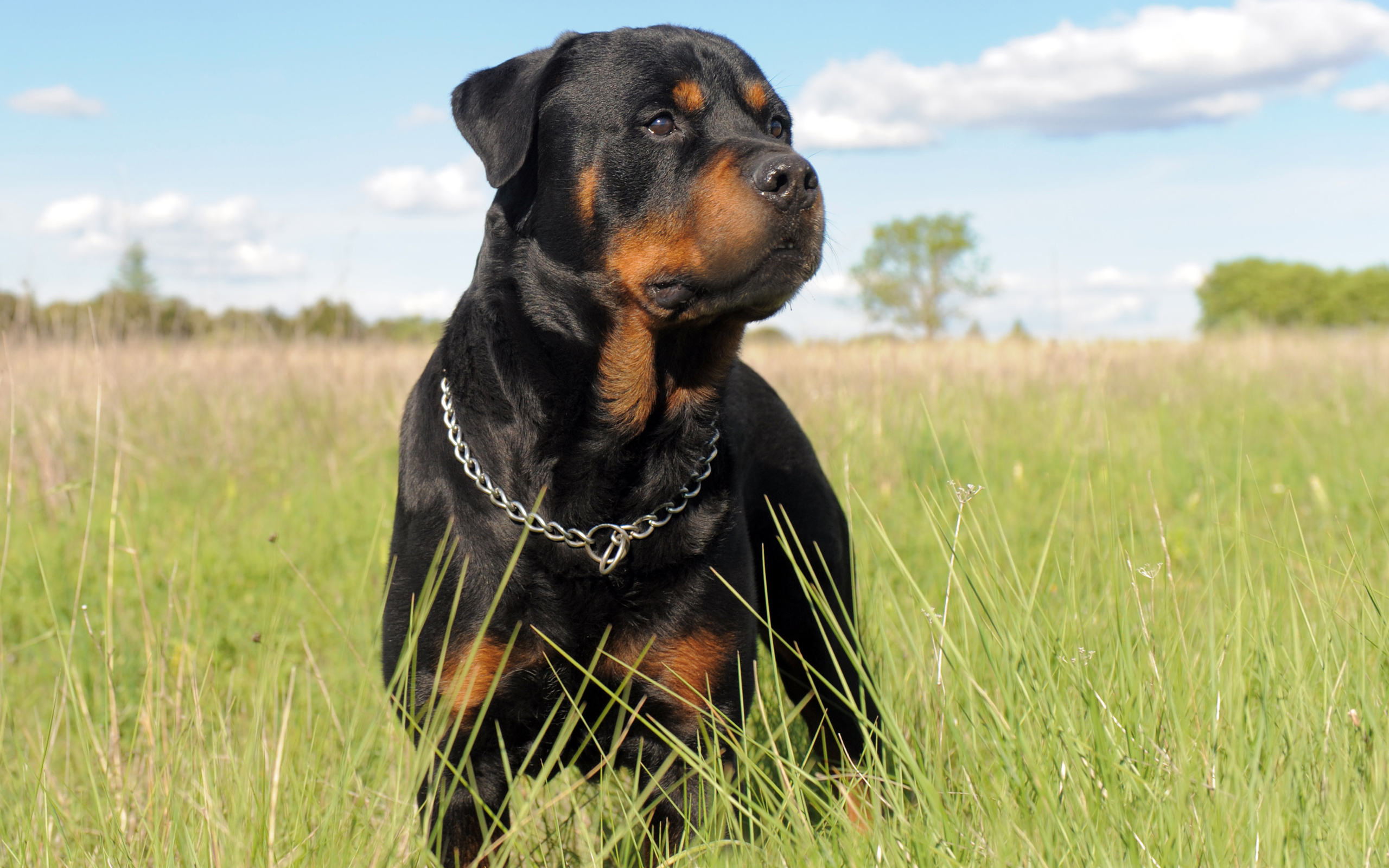 Rottie Wallpapers