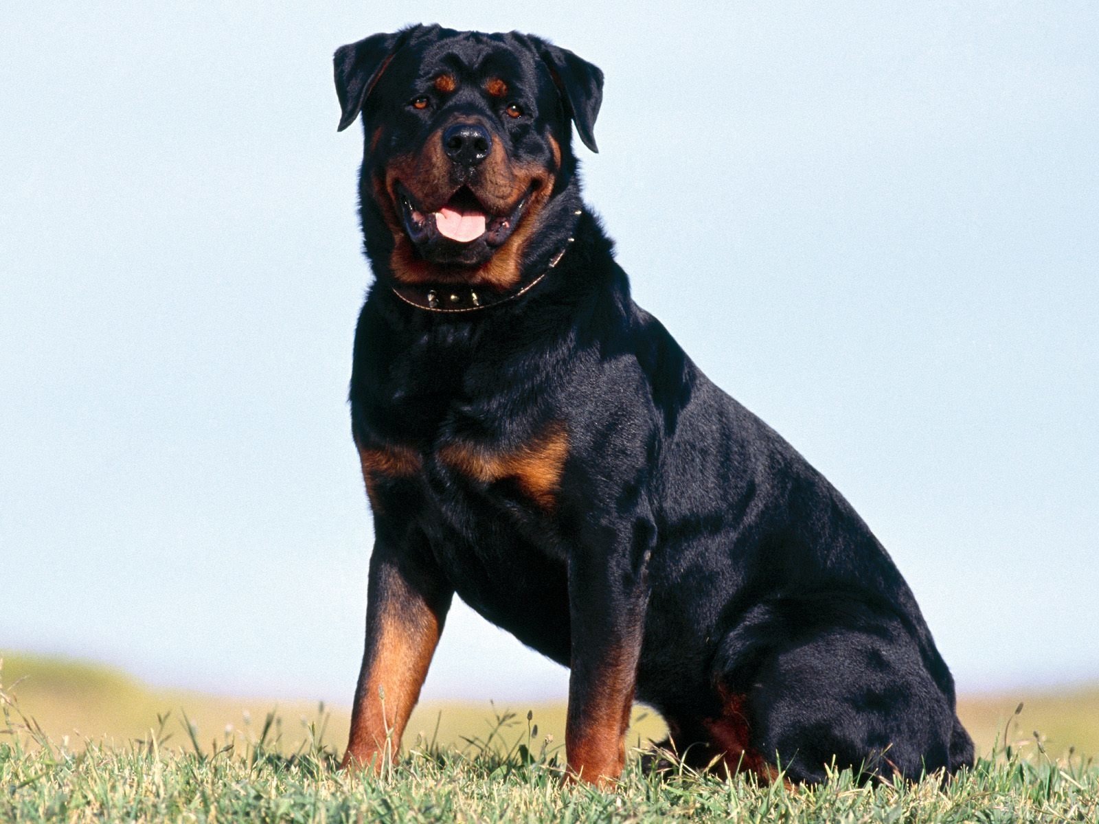 Rottie Wallpapers