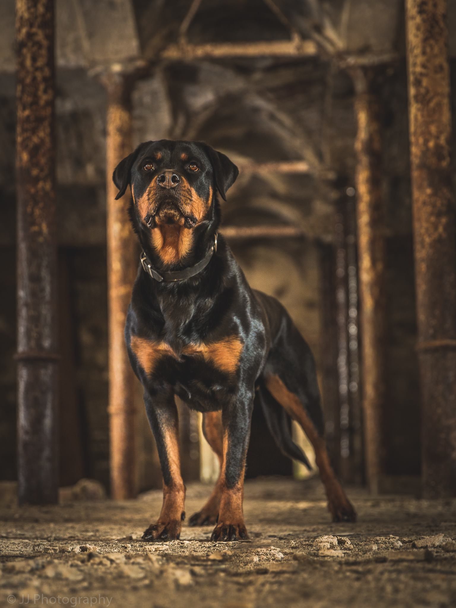 Rottie Wallpapers