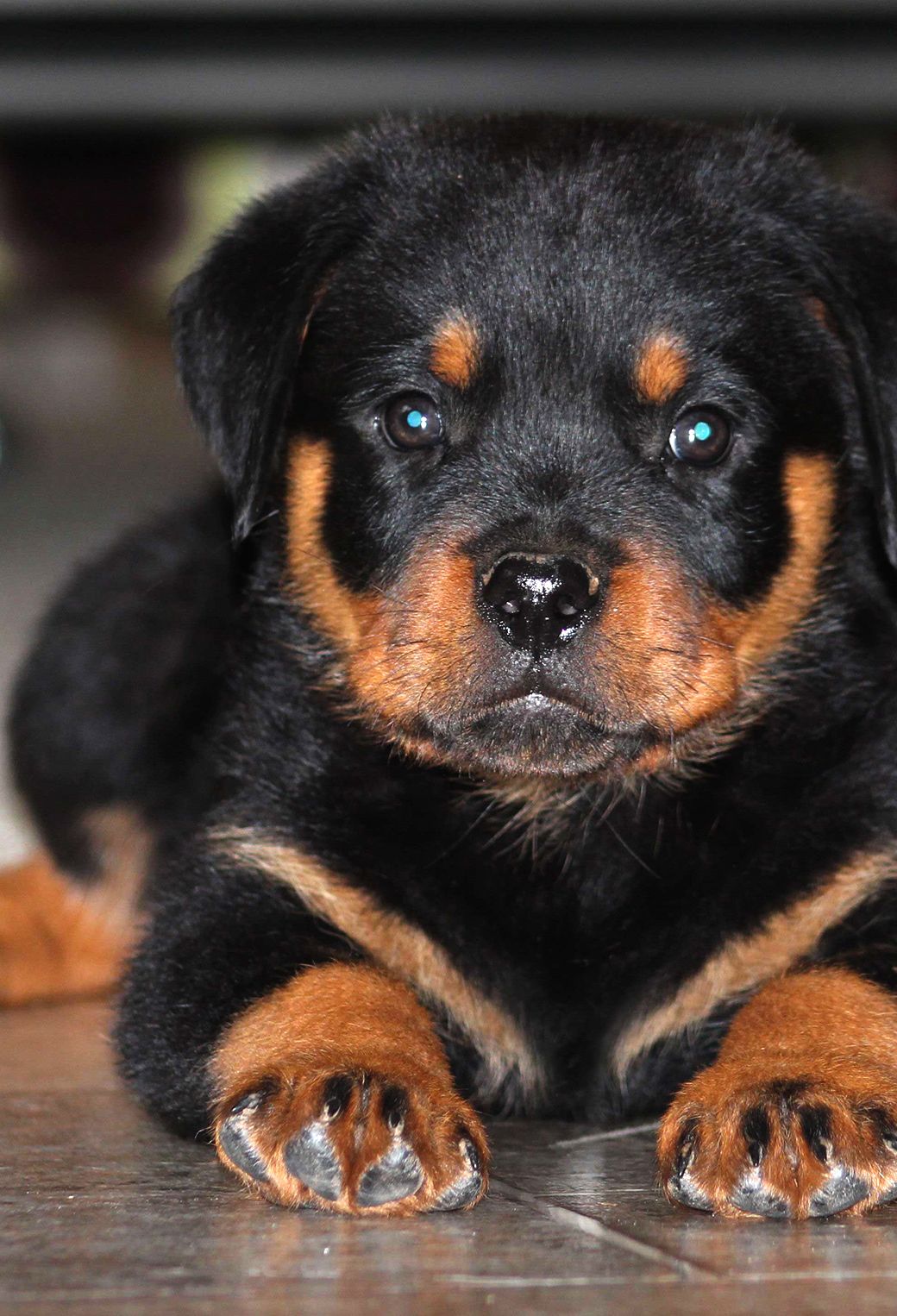 Rottie Wallpapers